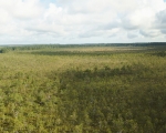 Pihla